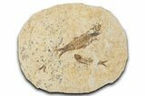 Fossil Fish (Knightia) Mortality Plate - Wyoming #339033-1